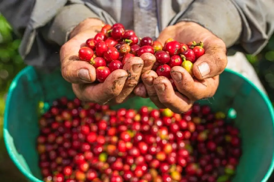 Café Colombiano alcanzó precio histórico