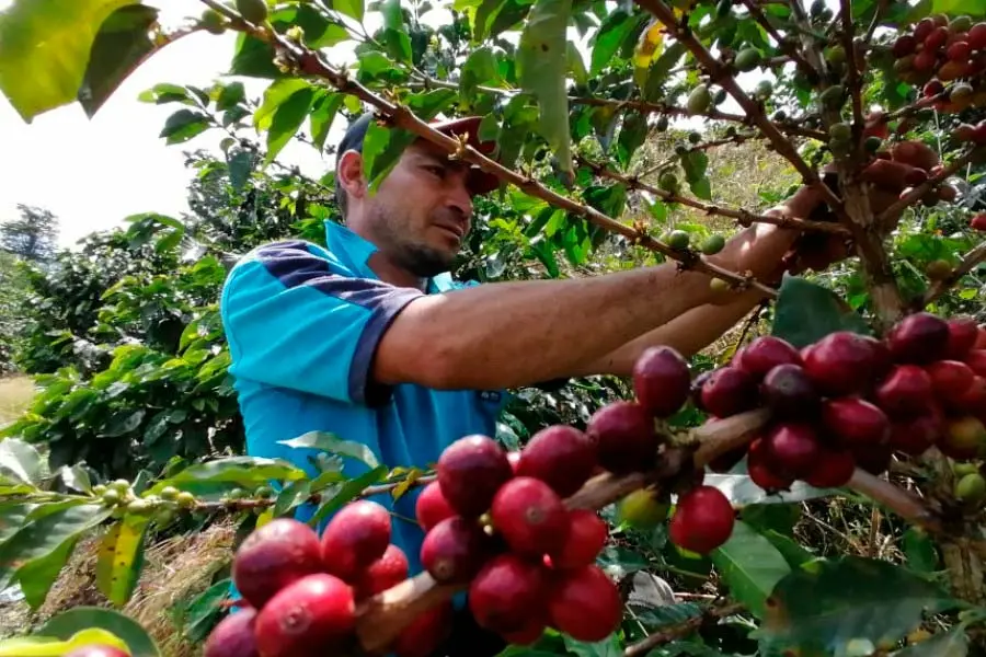 recolectores de Café en el Quindío