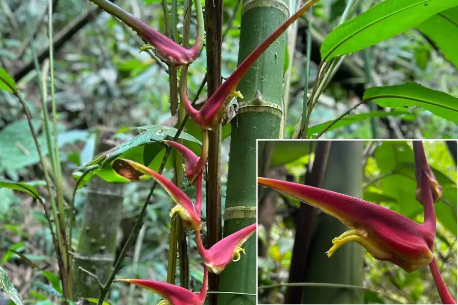 descubrieron nueva especie de Heliconia en el Quindío