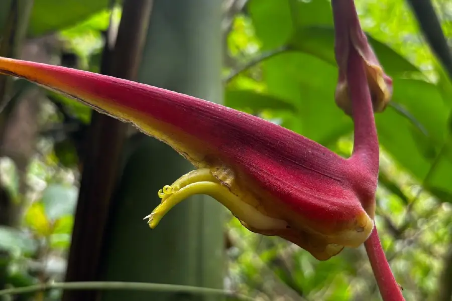 nueva especie de Heliconia en el Quindío