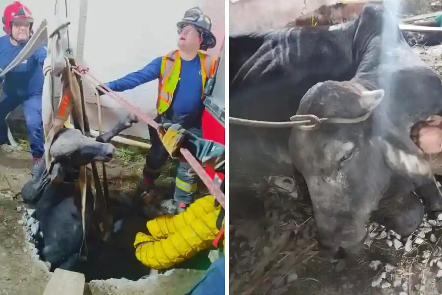 Rescataron ternero que cayó a una alcantarilla