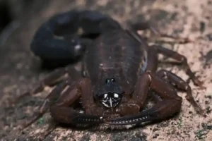 primer escorpión de Suramérica que rocía veneno