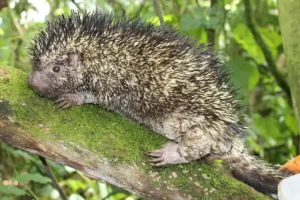 Colombia descubrieron nueva especie de puercoespín