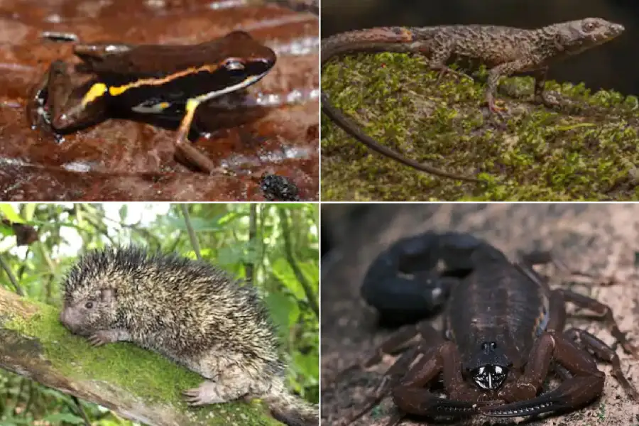 especies de animales descubiertas en Colombia