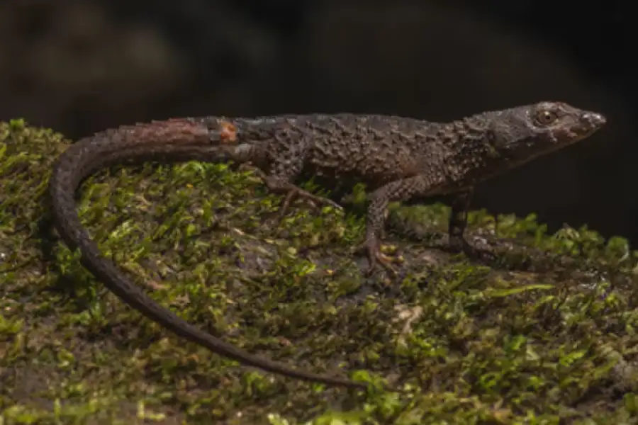 especies de animales descubiertas en Colombia 5