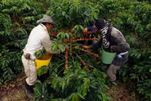 Eje Cafetero colombiano