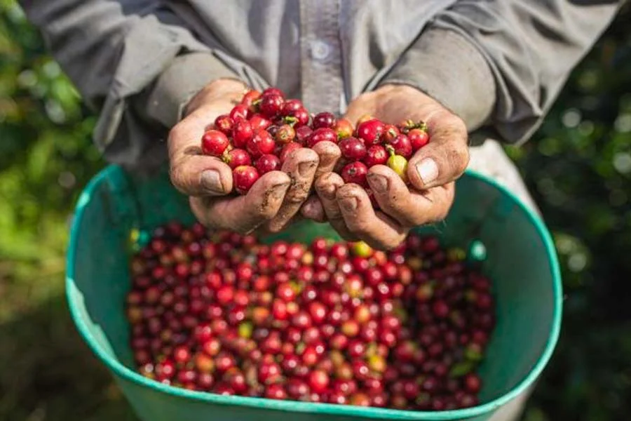 Producción cafetera en Colombia